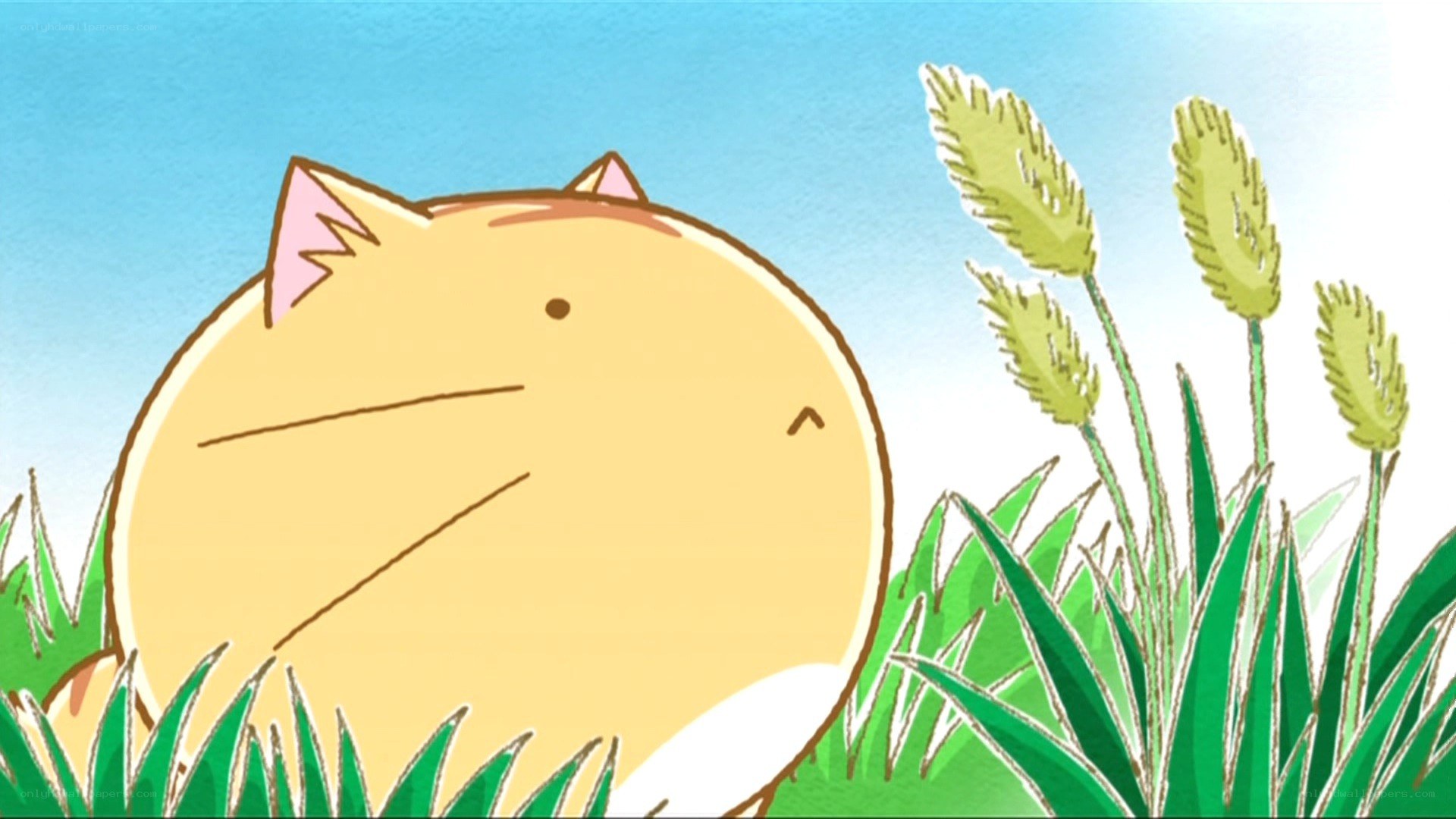 yellow cat in grass