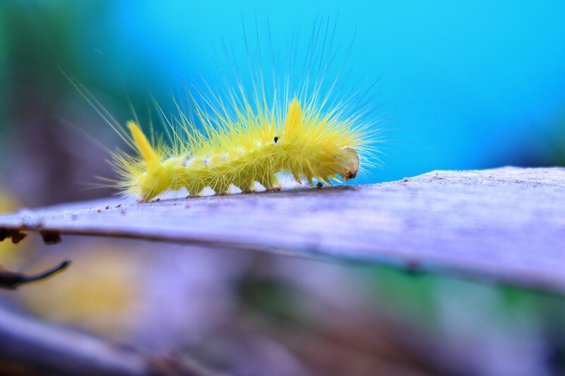 Yellow caterpillar on a leaf