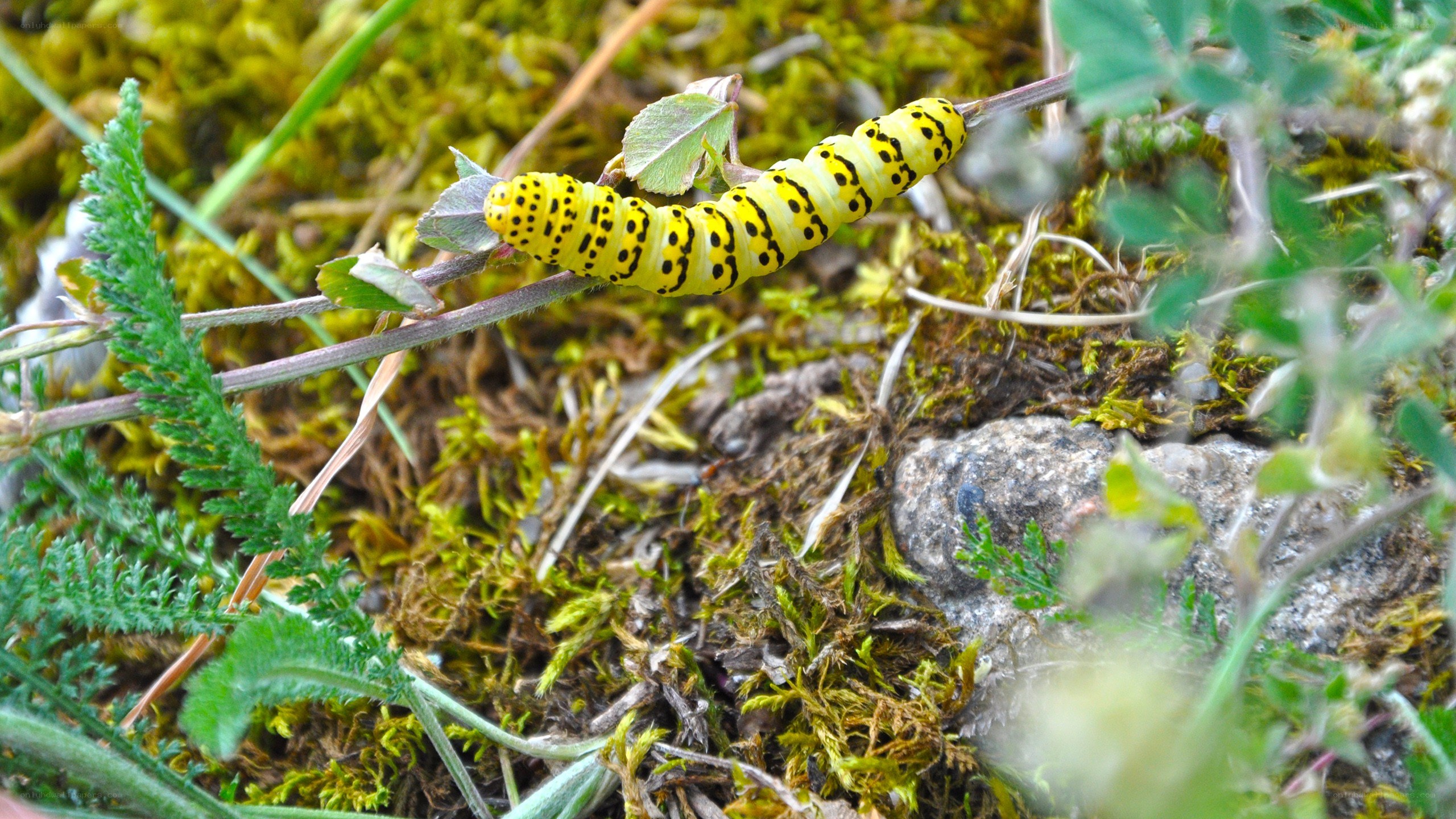 yellow caterpillar on a plant