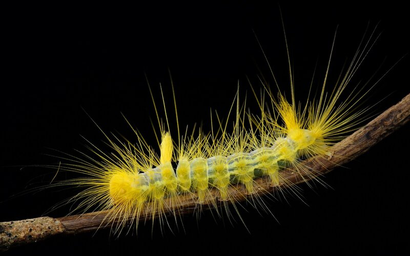 Yellow Caterpillar on Branch — Dramatic