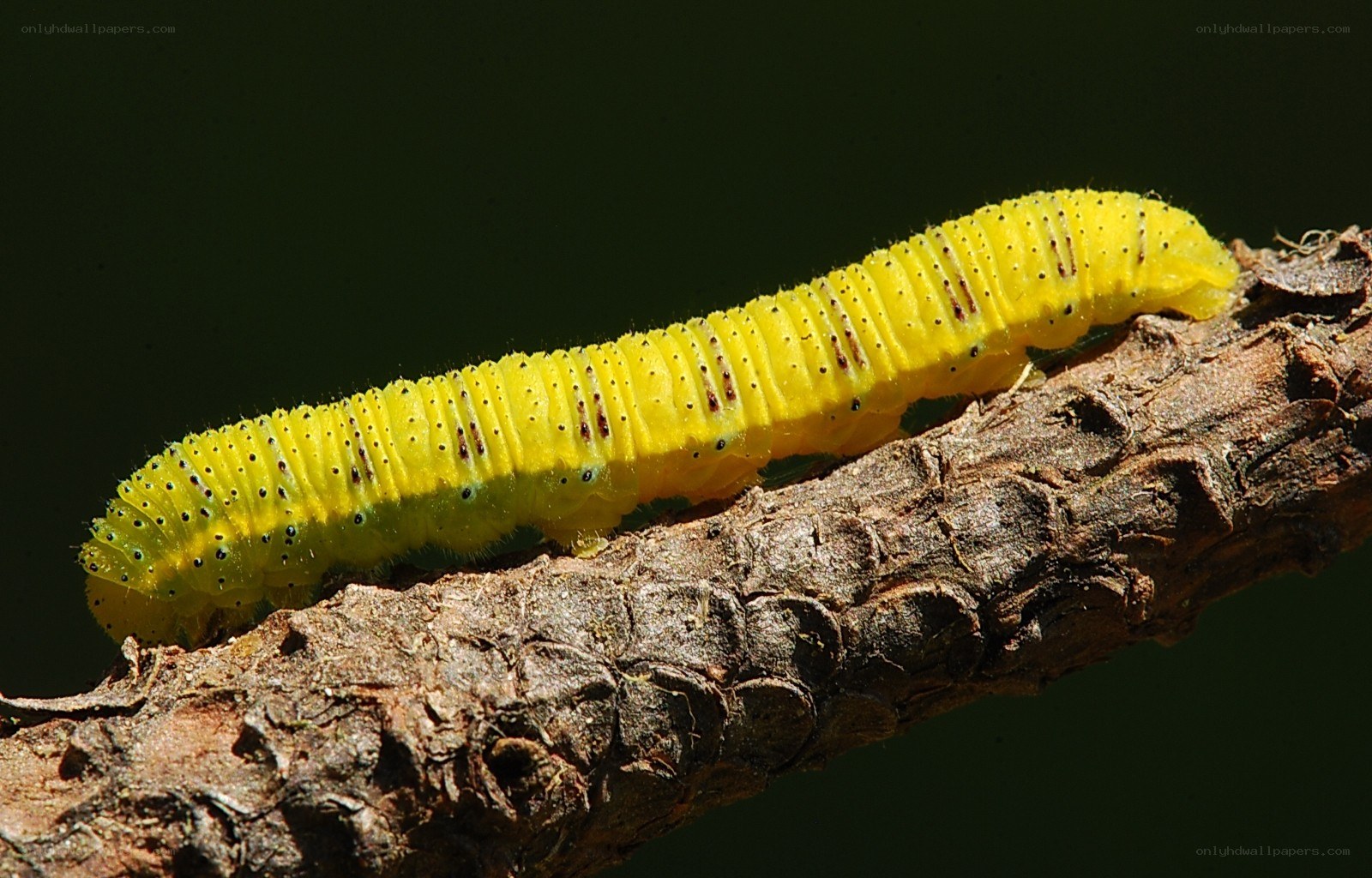 yellow caterpillar on branch