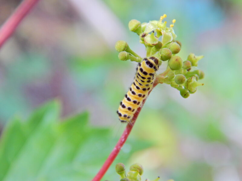 Yellow Caterpillar on Flower