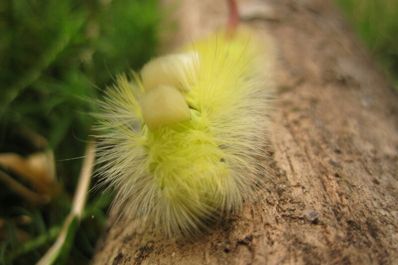 Yellow Caterpillar on Log — Natural