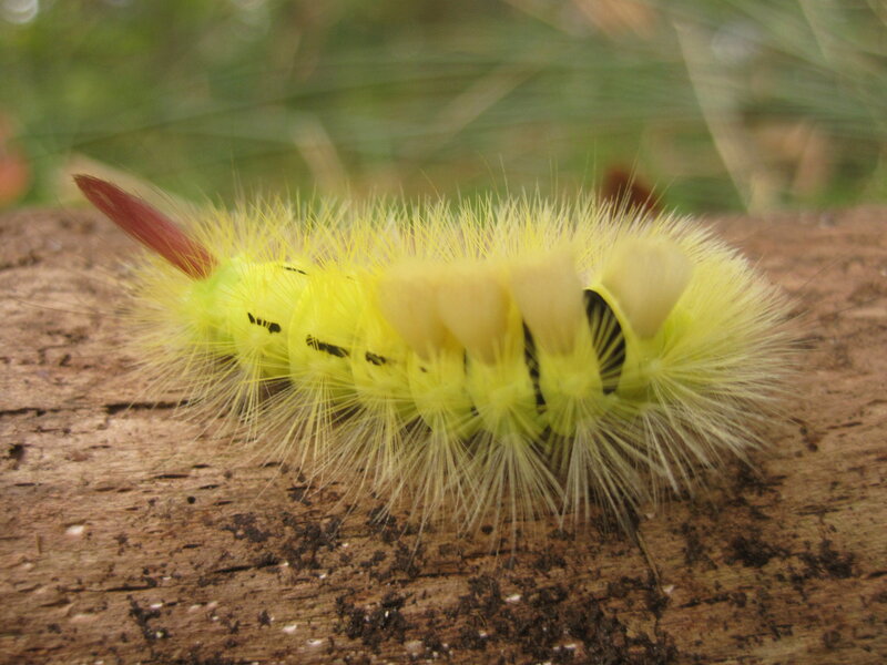 Yellow Caterpillar on Log