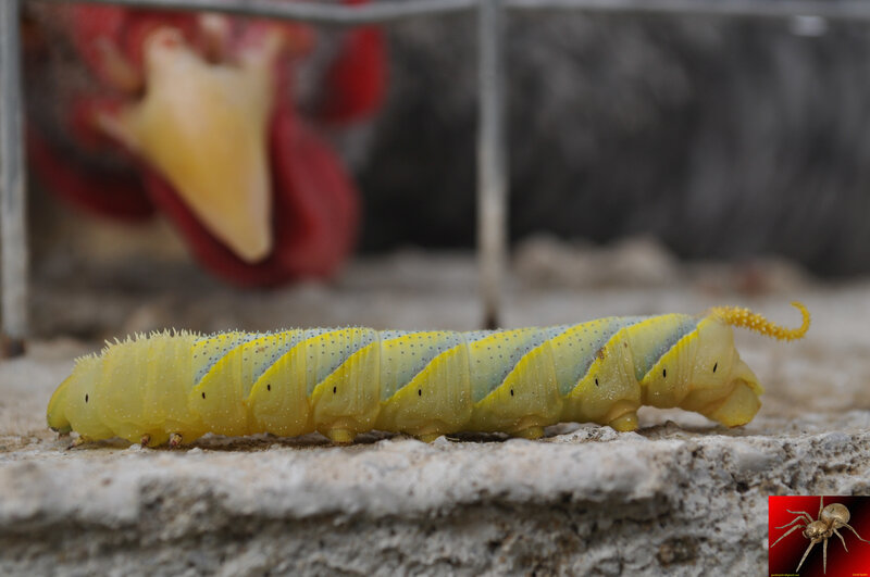 Yellow Caterpillar on Stone