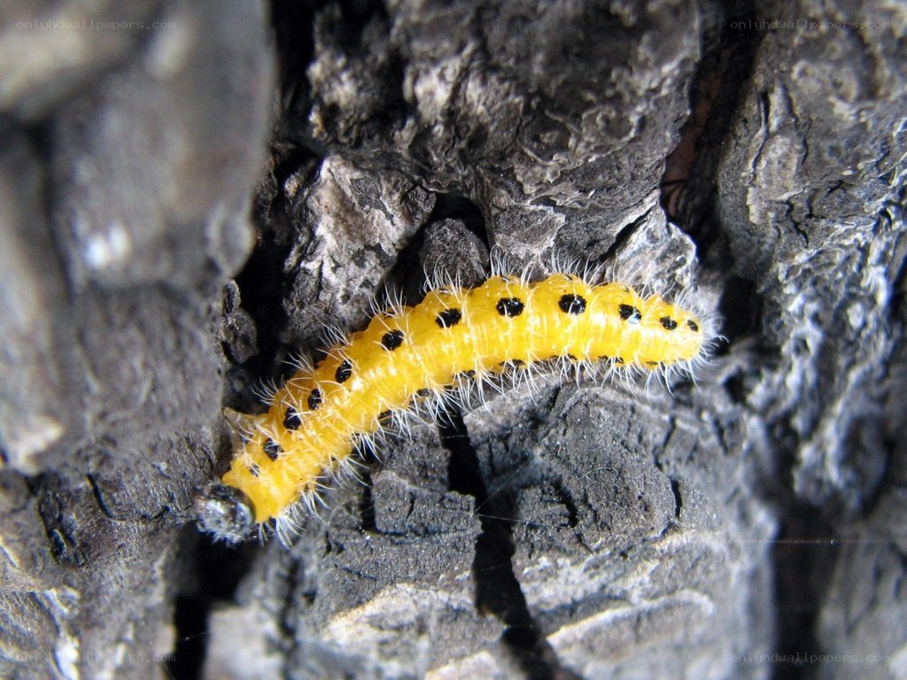 yellow caterpillar on tree bark