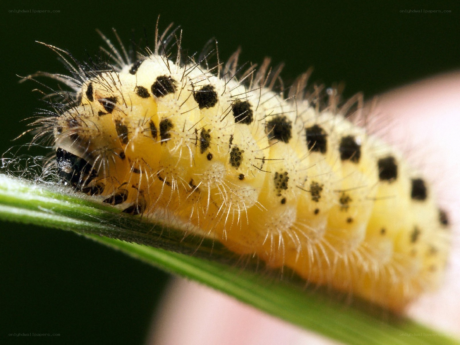 yellow caterpillar with black spots
