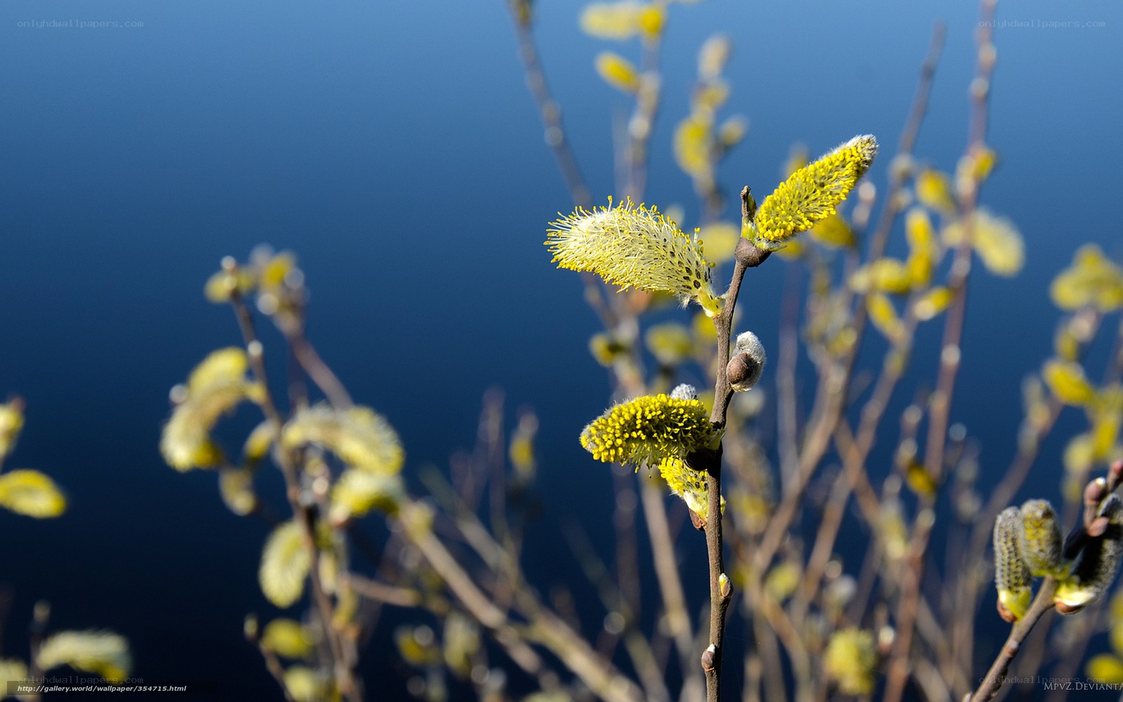 Yellow catkins on willow branches