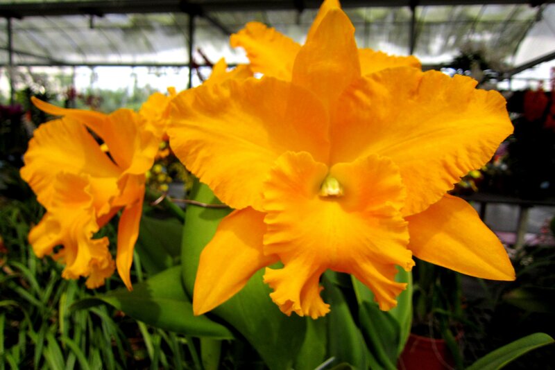 Yellow Cattleya Orchid