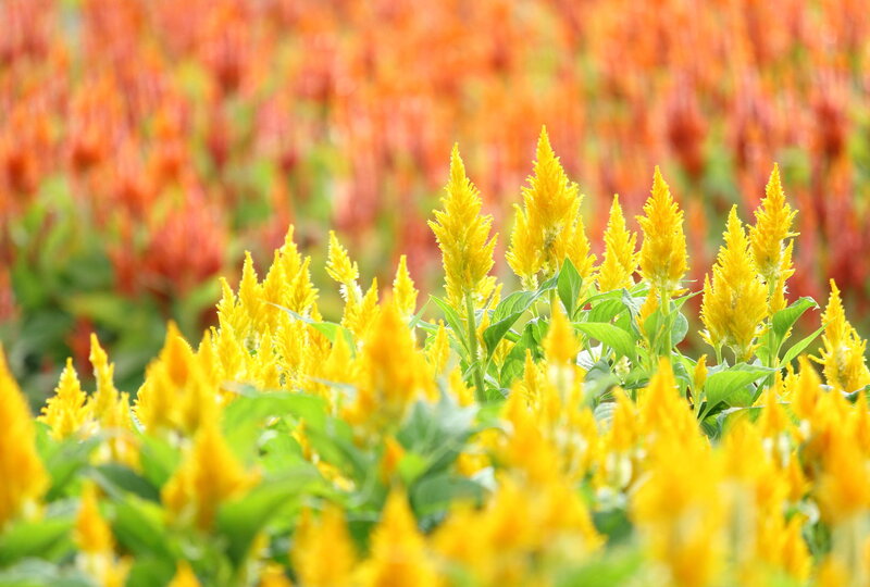 Yellow Celosia Flowers