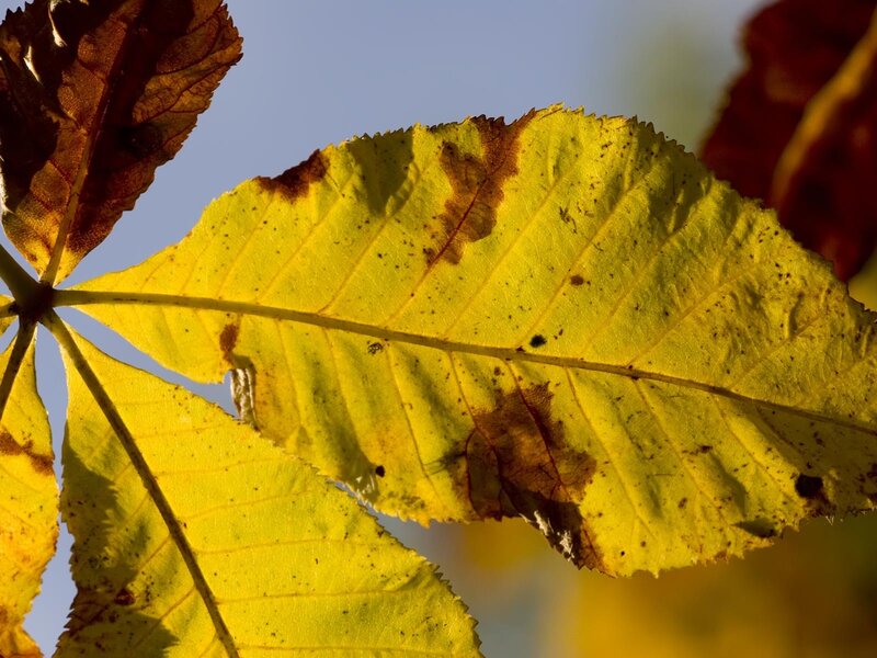 Yellow Chestnut Leaf
