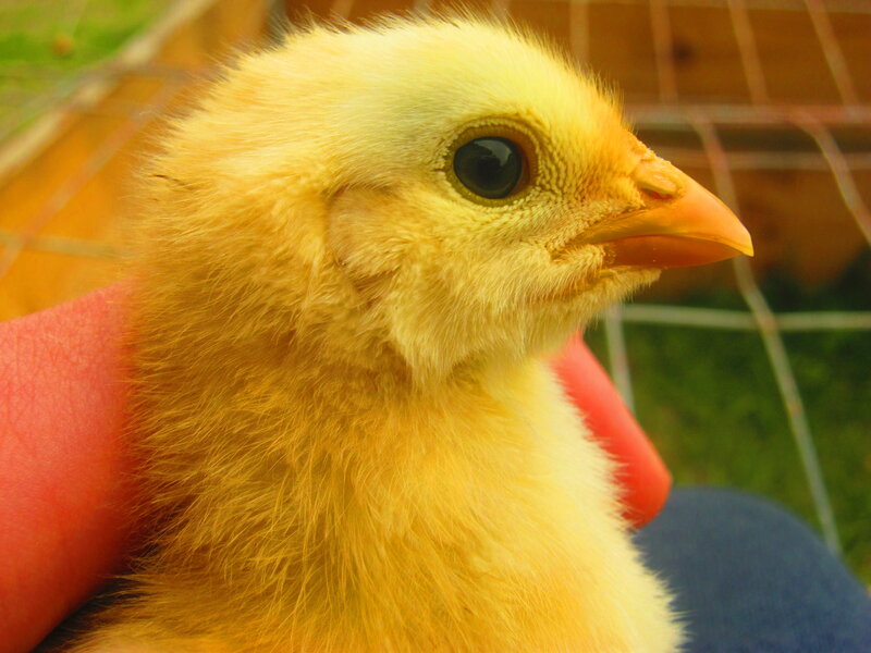 Yellow Chick Being Held