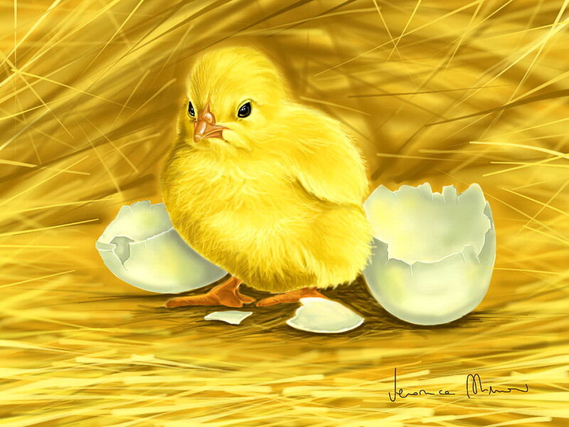 Yellow Chick Hatching