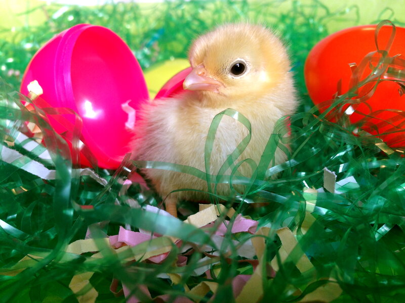 Yellow Chick in Grass — Green, Festive