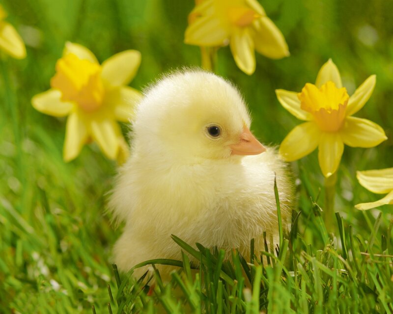 Yellow Chick in Grass — Serene, Spring, Photograph, Daffodils