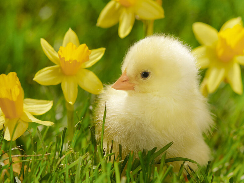 Yellow Chick in Grass — Serene, Spring, Photograph