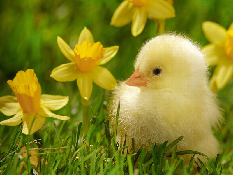 Yellow Chick in Grass — Serene, Spring