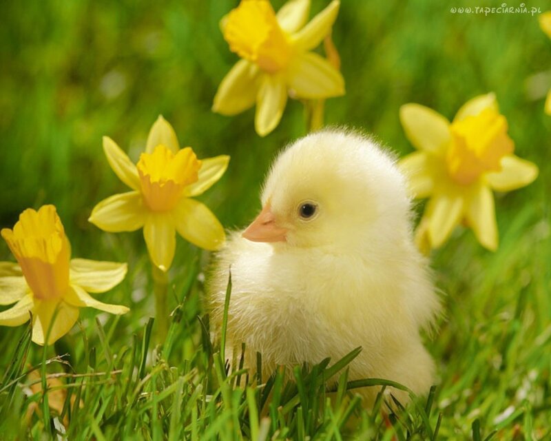 Yellow Chick in Grass — Serene