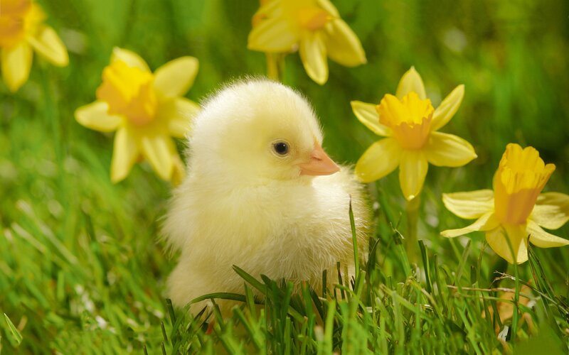 Yellow Chick in Grass — Spring