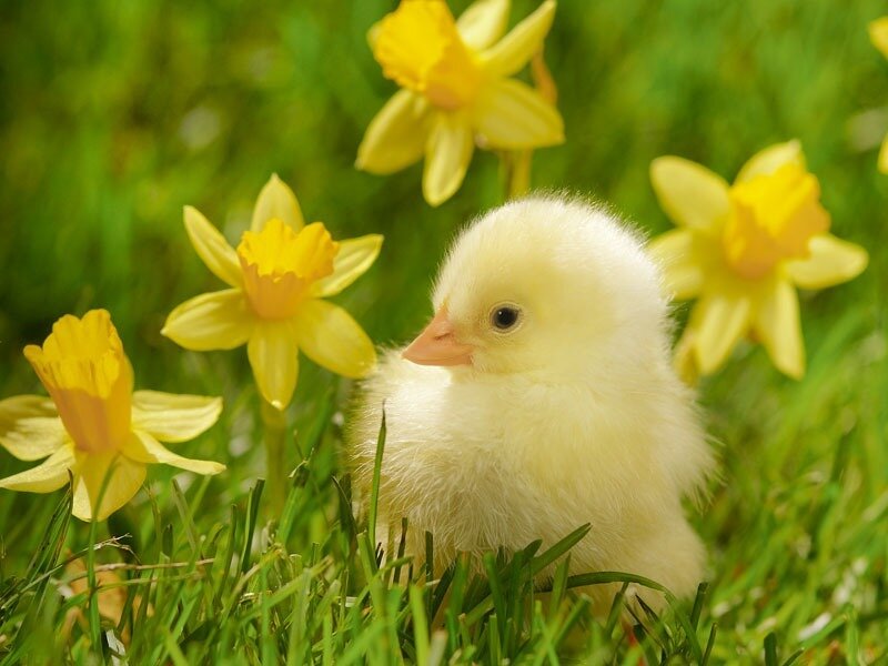 Yellow Chick in Grass