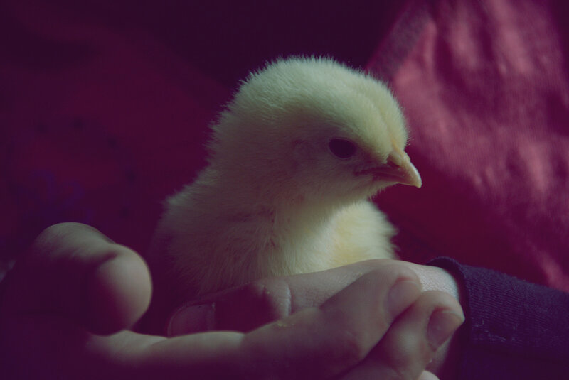Yellow Chick in Hand