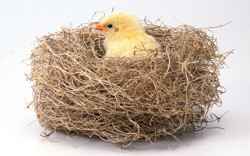 Yellow Chick in Nest — Calm, Photograph