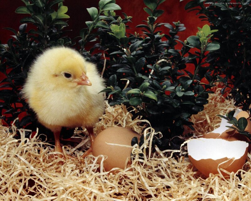Yellow Chick in Nest — Calm