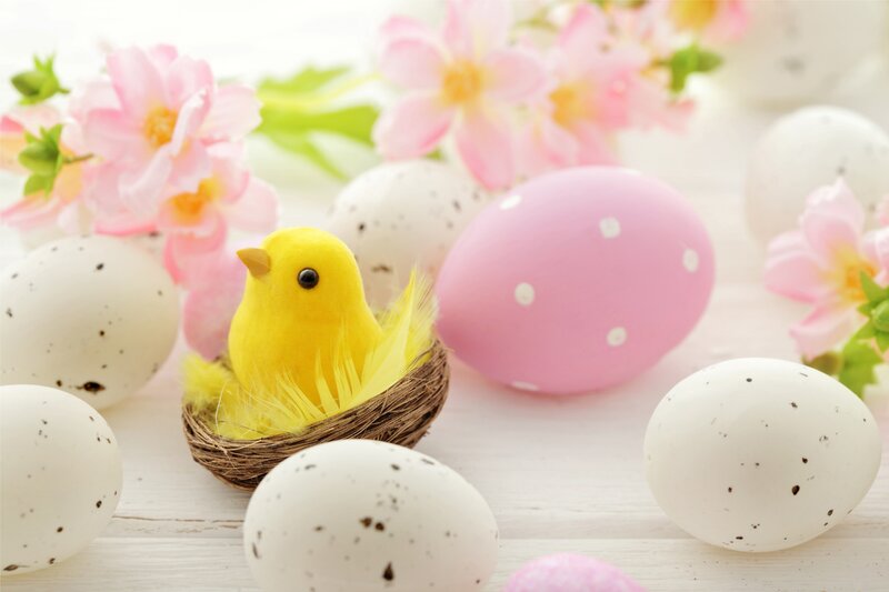 Yellow Chick in Nest — Pink