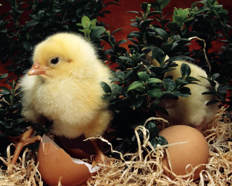 Yellow Chick in Nest