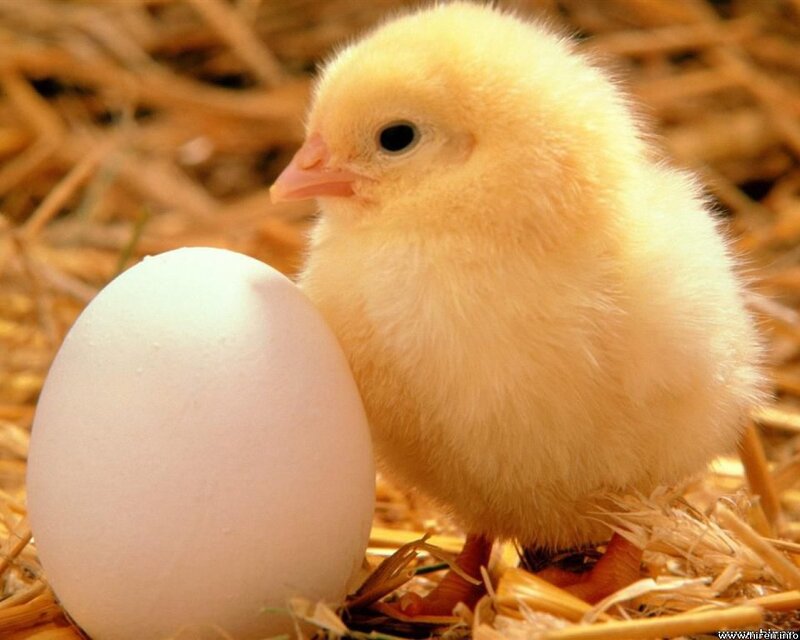 Yellow Chick Next to Egg — Calm