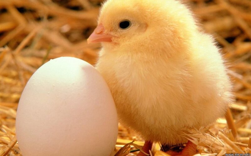 Yellow Chick Next to Egg