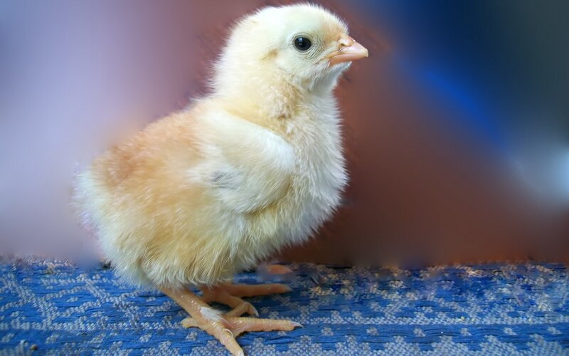 yellow chick on blue surface