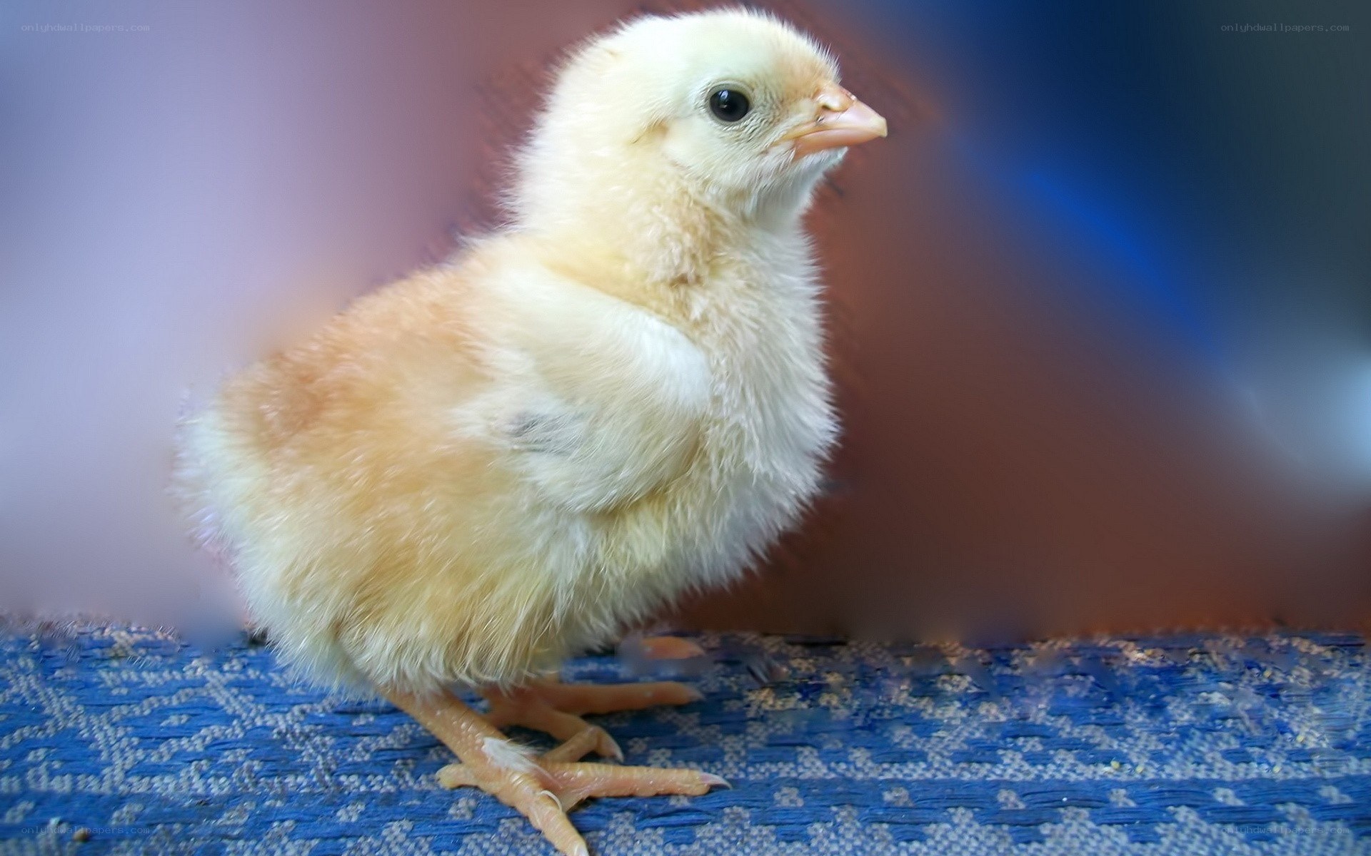 yellow chick on blue surface