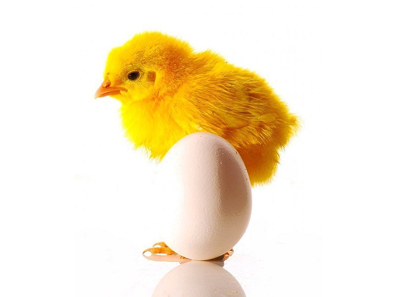 Yellow chick on egg