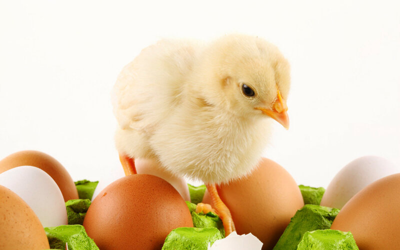 Yellow Chick on Eggs