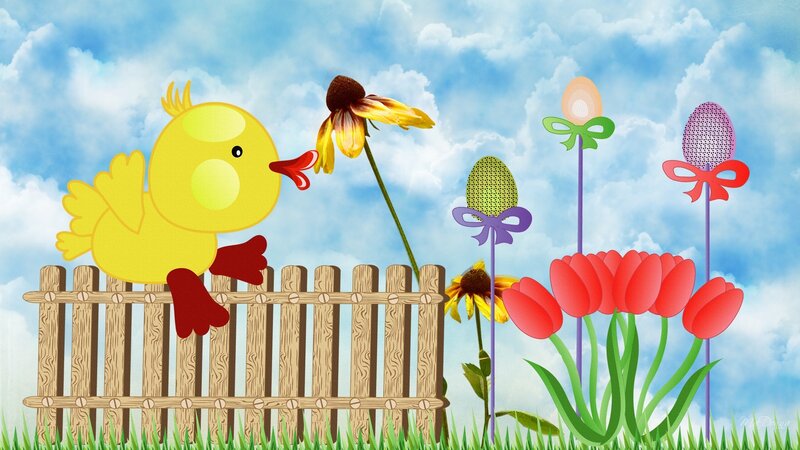 Yellow Chick on Fence