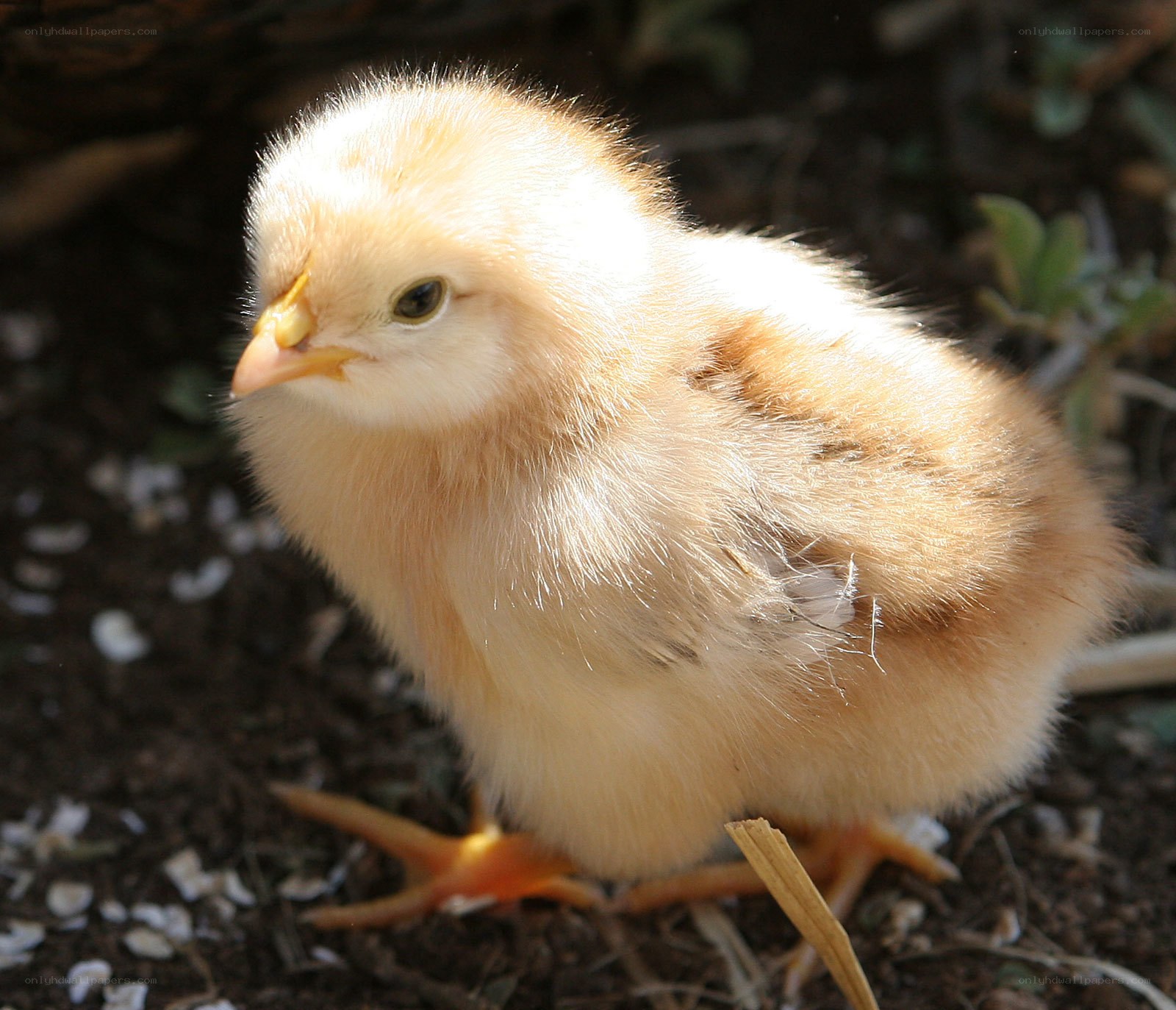 yellow chick on ground