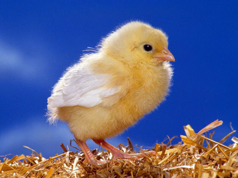 Yellow Chick on Hay