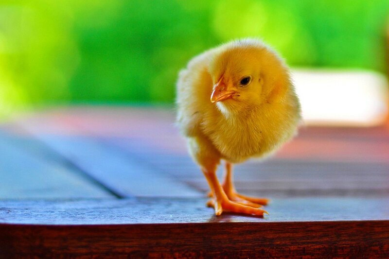 Yellow Chick on Table