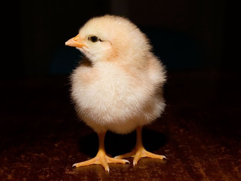 Yellow Chick Standing — Dramatic