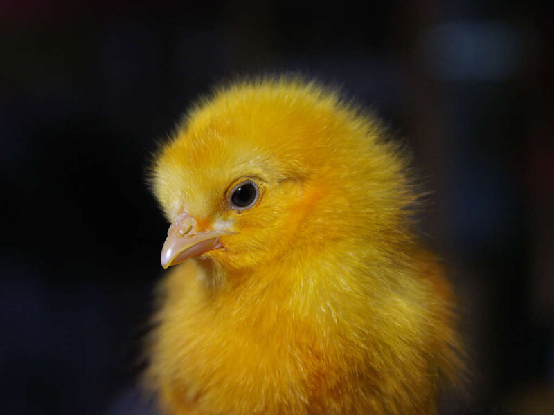 Yellow Chick