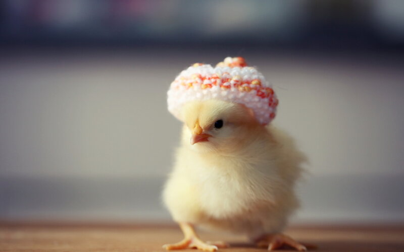 Yellow Chick Wearing Hat — Cute