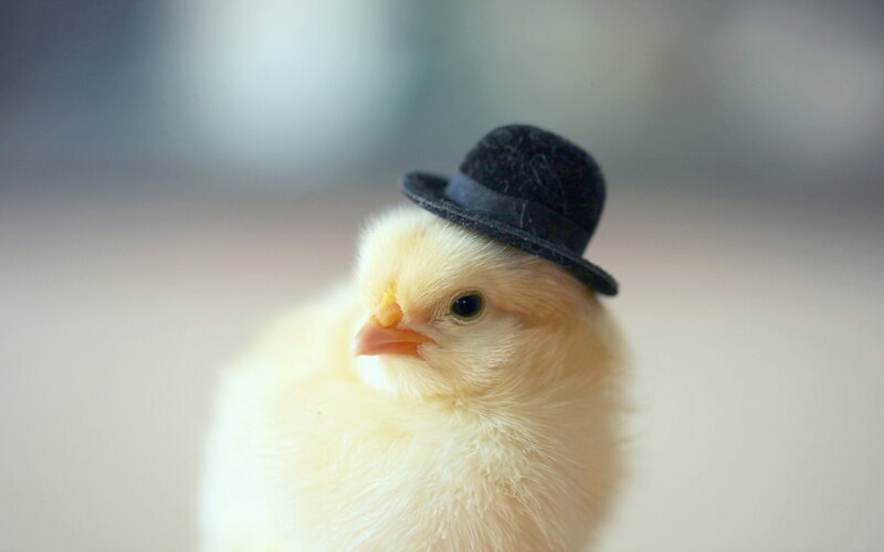 Yellow Chick Wearing Hat