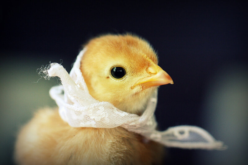 Yellow Chick with Bandage