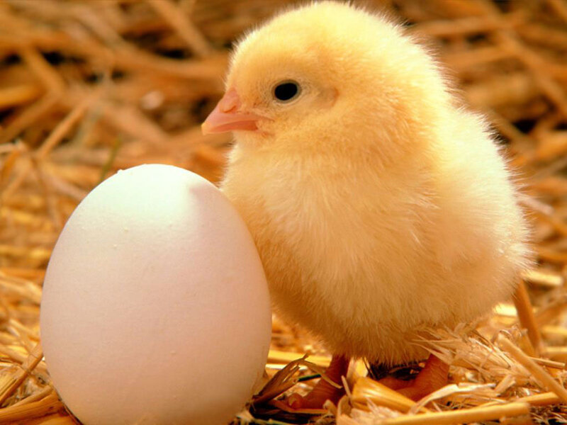 Yellow Chick with Egg — Calm, Photograph