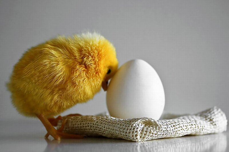 Yellow Chick with Egg — Calm
