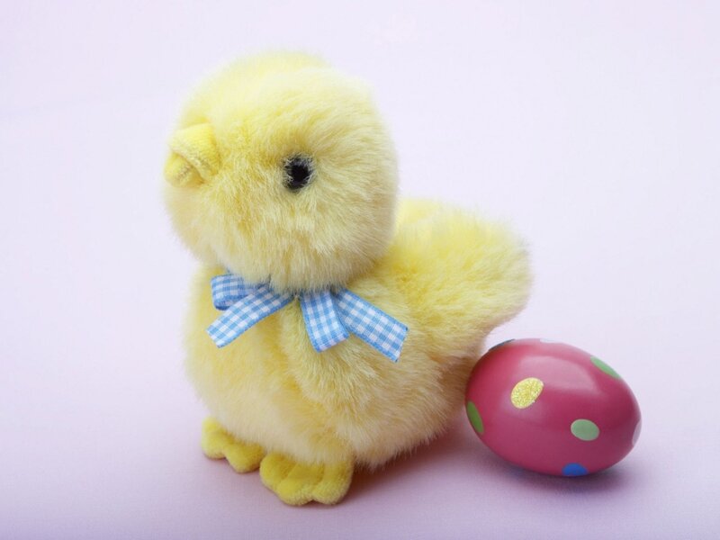 yellow chick with egg