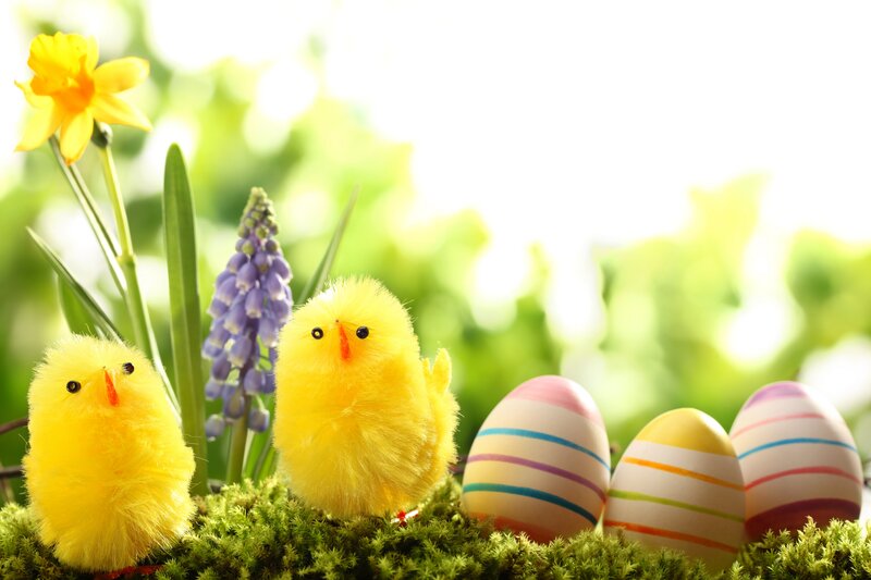 Yellow Chicks and Eggs