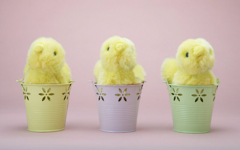 Yellow Chicks in Buckets