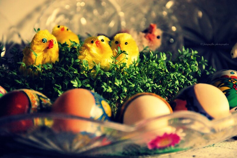 Yellow Chicks in Grass